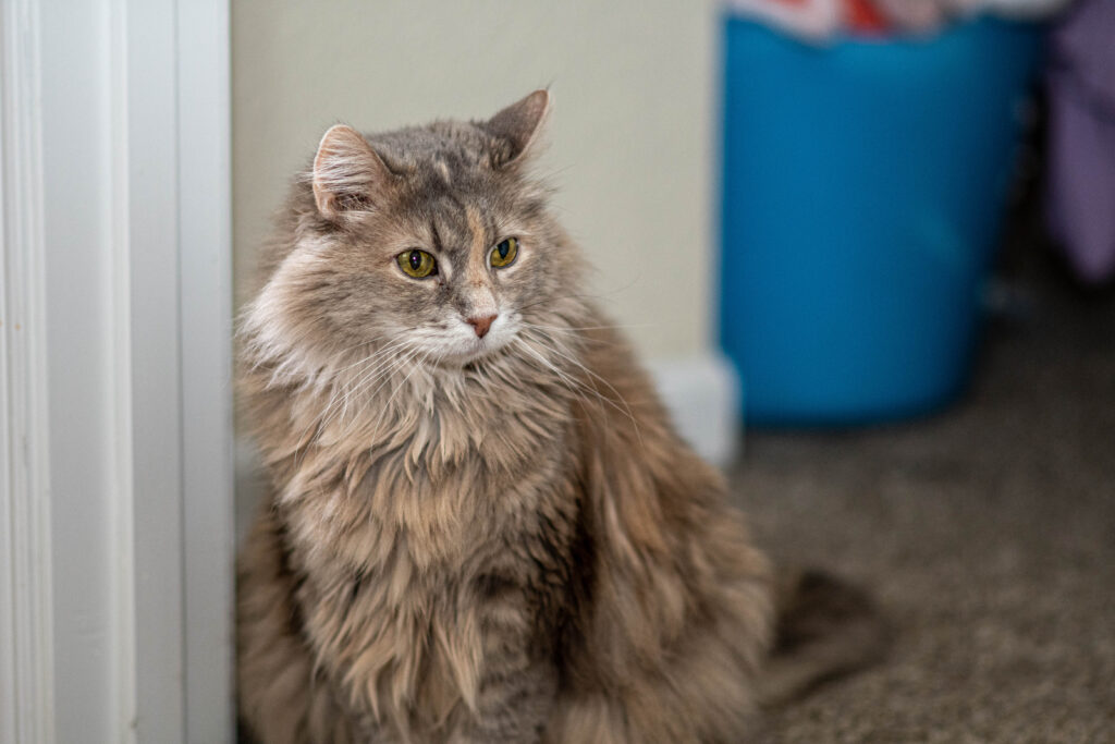 Cat sitting in a doorway