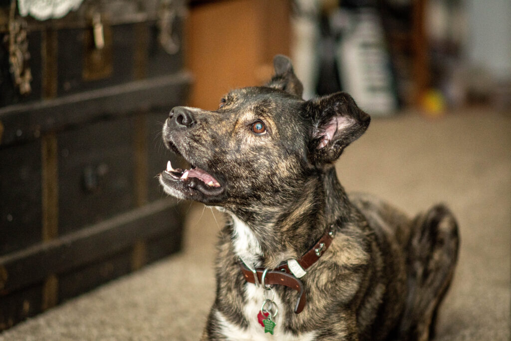 Dog looking up