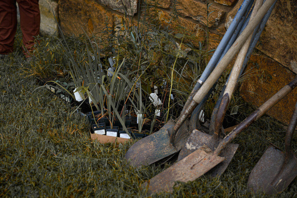 A close up of plants and shovels.